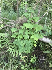 Acer