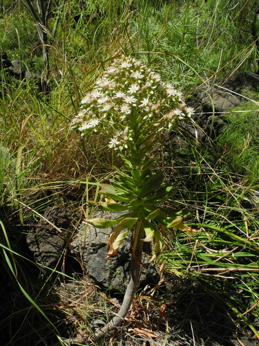 Aeonium pseudourbicum image