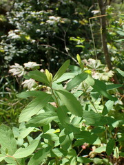 Spiraea douglasii