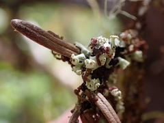 Menegazzia subsimilis