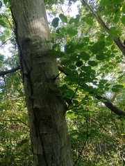 Albizia occidentalis