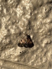 Noctuoidea
