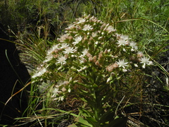 Aeonium pseudourbicum image