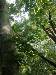 Albizia occidentalis