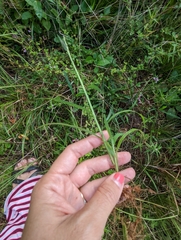 Digitaria ciliaris