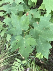 Acer