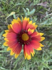Gaillardia pulchella