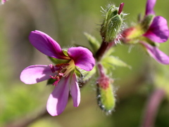 Pelargonium hirtum