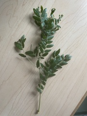 Gleditsia triacanthos inermis