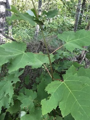 Acer