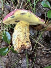 Butyriboletus roseopurpureus