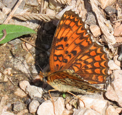 Melitaea phoebe