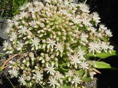 Aeonium pseudourbicum image