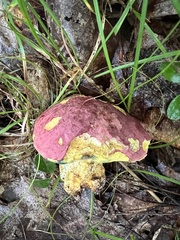 Butyriboletus roseopurpureus