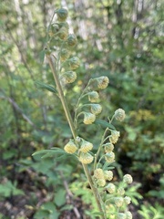 Artemisia norvegica