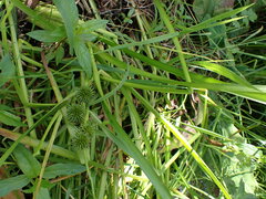 Sparganium