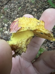 Butyriboletus roseopurpureus