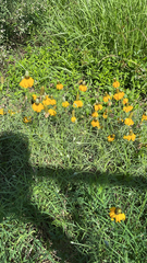 Ratibida columnifera