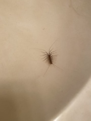 Scutigera coleoptrata