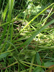 Sparganium