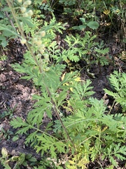 Artemisia norvegica