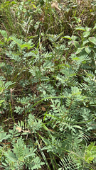 Tephrosia virginiana