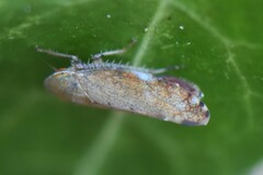 Synophropsis lauri