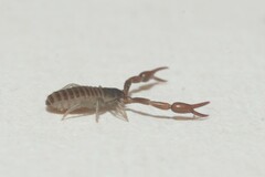 Cheliferoidea