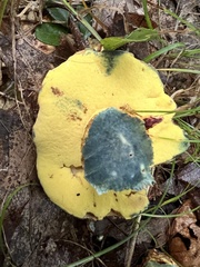 Butyriboletus roseopurpureus