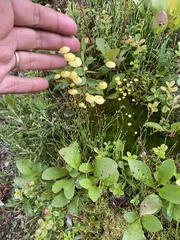 Splachnum luteum
