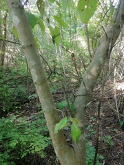 Maclura tinctoria
