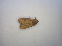 Euxoa ochrogaster