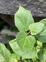 Cardamine cordifolia