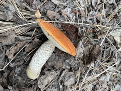 Leccinum insigne