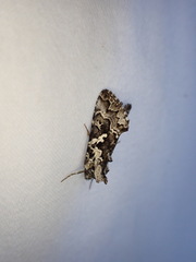 Syngrapha rectangula