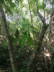 Maclura tinctoria