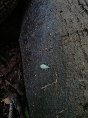 Compsus auricephalus