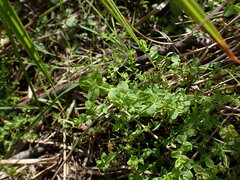 Hypericum anagalloides