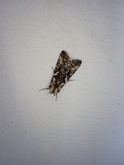 Syngrapha rectangula