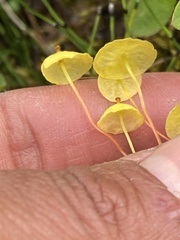 Splachnum luteum