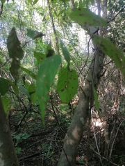 Maclura tinctoria