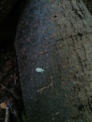 Compsus auricephalus