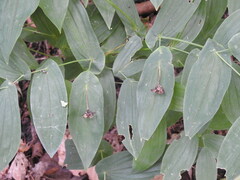 Uvularia grandiflora