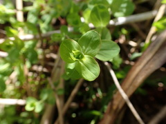 Hypericum anagalloides