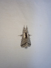Tolype distincta