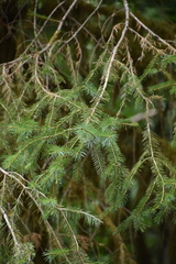 Picea sitchensis