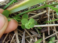 Hypericum anagalloides