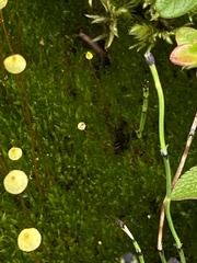 Splachnum luteum