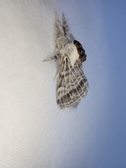 Tolype distincta