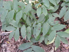 Uvularia grandiflora